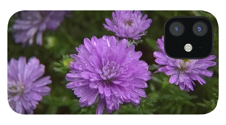 Purple iPhone 12 Case featuring the photograph Raindrops keep falling on my aster by Loyd Towe Photography
