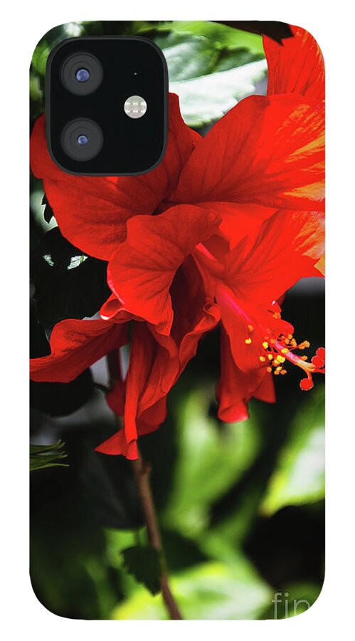 Florida iPhone 12 Case featuring the photograph Red Double Hibiscus Fruitland Park Florida by Philip And Robbie Bracco
