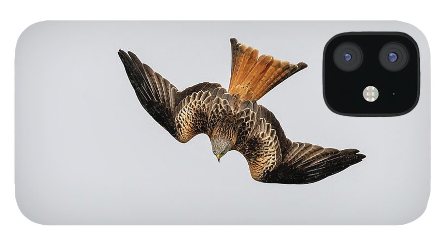 Kite iPhone 12 Case featuring the photograph Red Kite diving with open wings by Mark Hunter