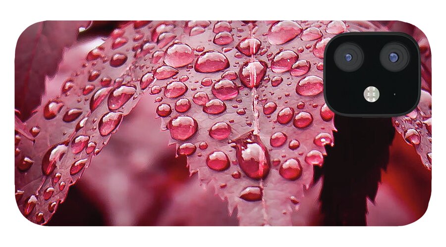 Red iPhone 12 Case featuring the photograph Red Leaf with Raindrops - Ketchikan, Alaska by David Morehead