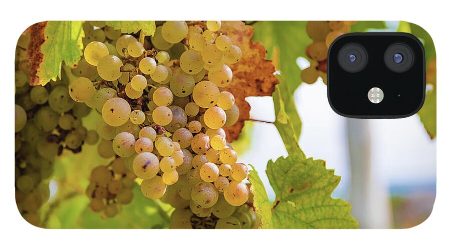 Finger Lakes iPhone 12 Case featuring the photograph Riesling Grapes by Chad Dikun