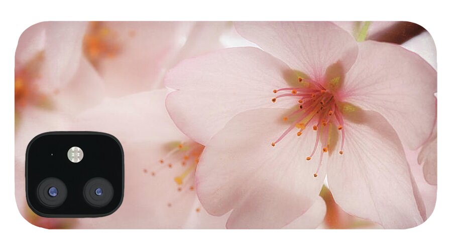 Cherry Blossoms iPhone 12 Case featuring the photograph Sakura by Susan Rissi Tregoning