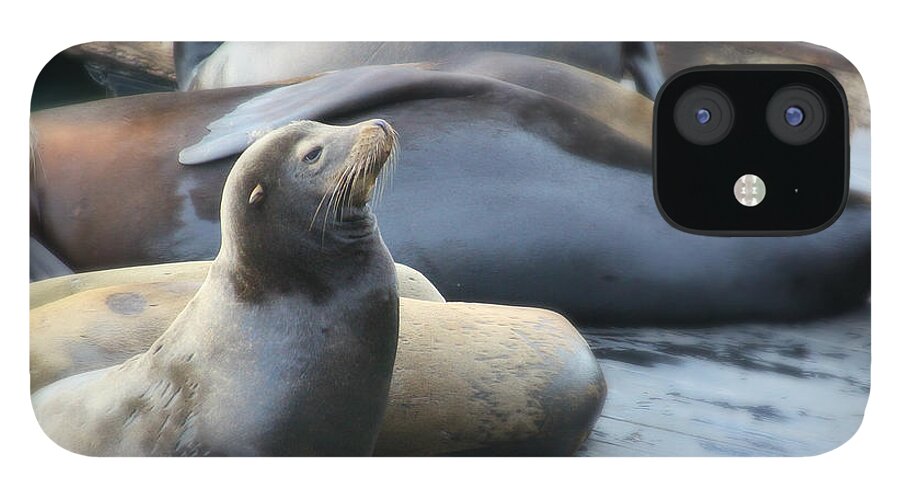 Seal iPhone 12 Case featuring the photograph San Francisco Seal Hangout by Carol Jorgensen
