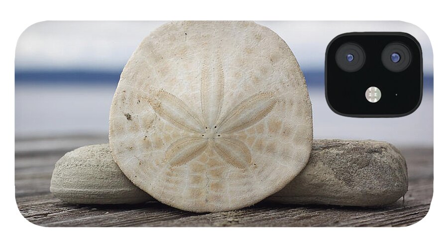 Sand Dollar iPhone 12 Case featuring the photograph Sand Dollar and Driftwood by Carol Jorgensen
