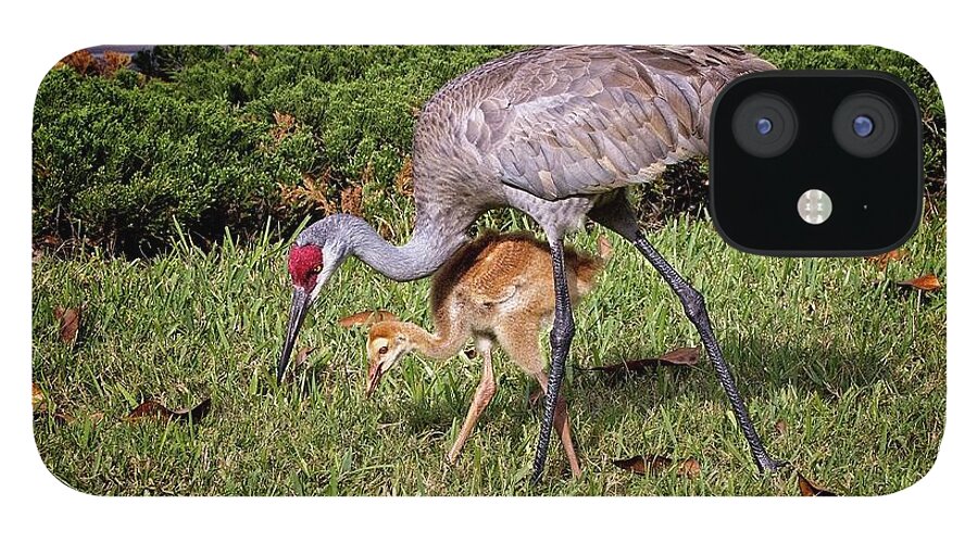 Sandhill iPhone 12 Case featuring the photograph Sandhill Crane Feeding with Chick by Ronald Lutz