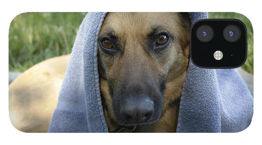 ‘german Shepherd’ iPhone 12 Case featuring the photograph Sasha on a Picnic by Carol Whaley Addassi