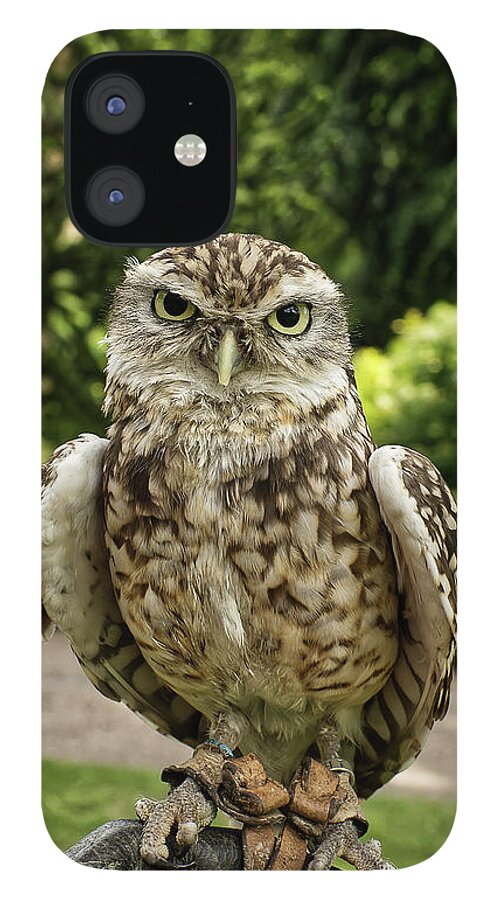 Screech Owl iPhone 12 Case featuring the photograph Screech owl in a park in York UK by Pics By Tony