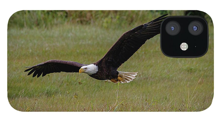 Eagle iPhone 12 Case featuring the photograph Searching by Les Greenwood
