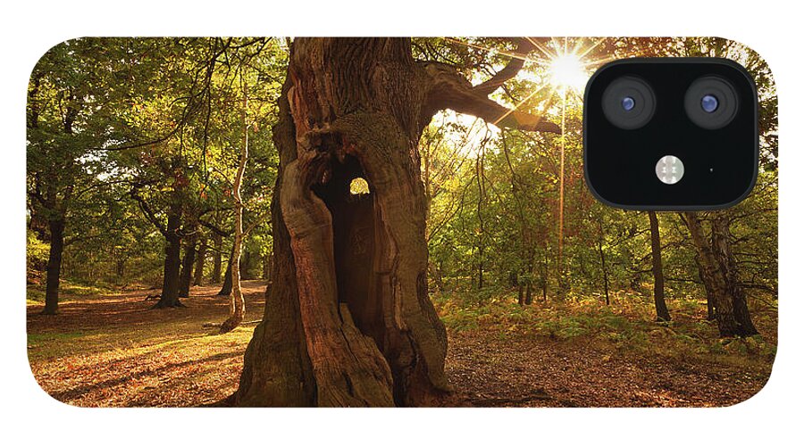 Sherwood Forest iPhone 12 Case featuring the photograph Sherwood Forest Oak Tree, Nottingham, England by Neale And Judith Clark