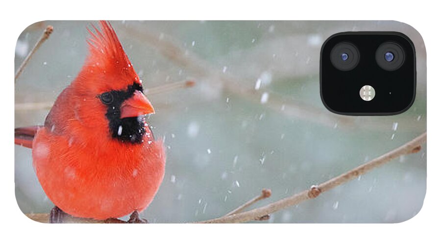 Cardinal iPhone 12 Case featuring the photograph Snowbird by Fred DeSousa