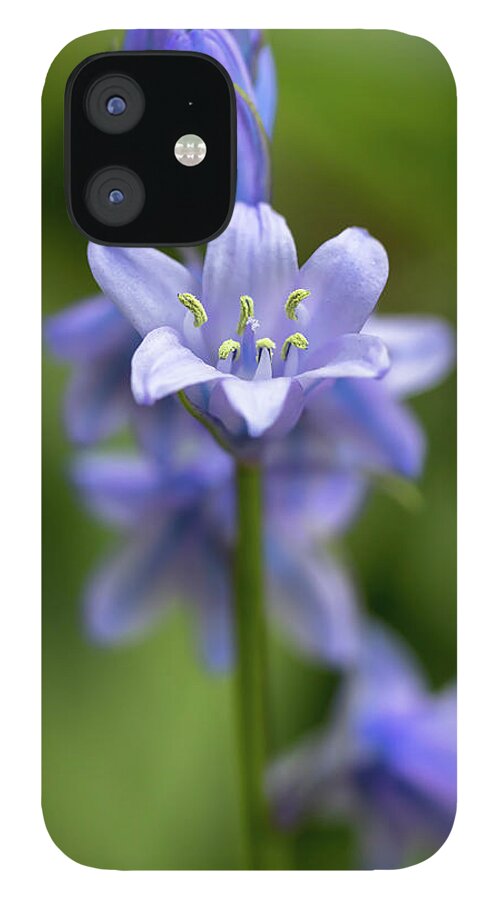 Flower iPhone 12 Case featuring the photograph Spanish Bluebells 1 by Dawn Cavalieri