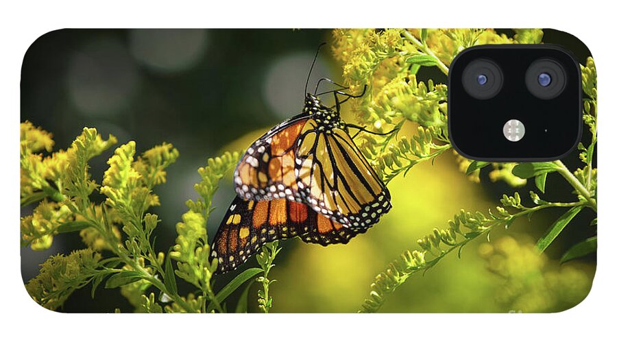 Monarch Butterfly iPhone 12 Case featuring the photograph Summer Sojourn by Rehna George