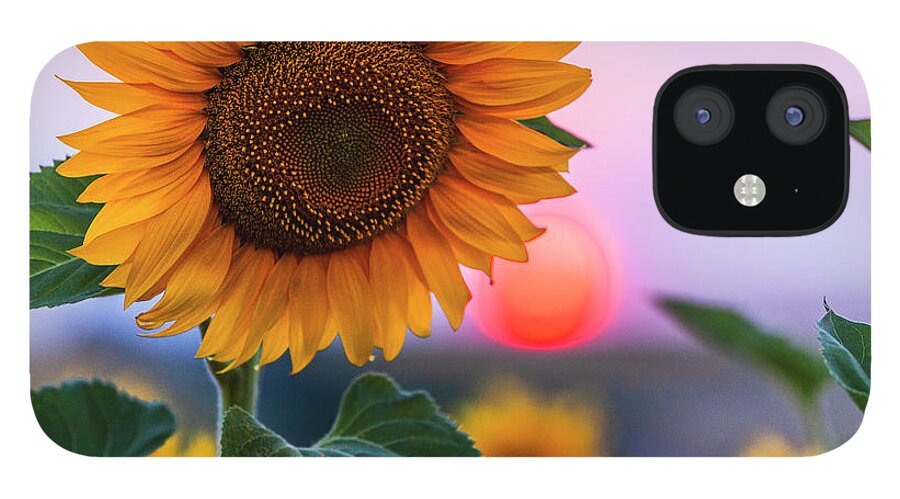 Bulgaria iPhone 12 Case featuring the photograph Sunflower by Evgeni Dinev