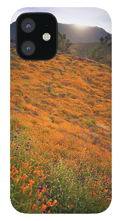 Walker Canyon Poppies iPhone 12 Case featuring the photograph Sunrise Over Poppy Fields by Rebecca Herranen
