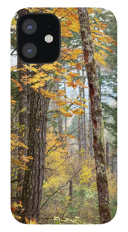 Fall iPhone 12 Case featuring the photograph The Last of Fall by Catherine Avilez