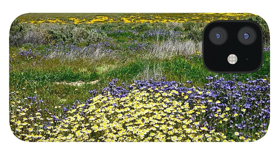 Carrizo Plain iPhone 12 Case featuring the photograph Tidy Tips and Great Valley Phacelia Super Bloom Carrizo Plain by Amelia Racca