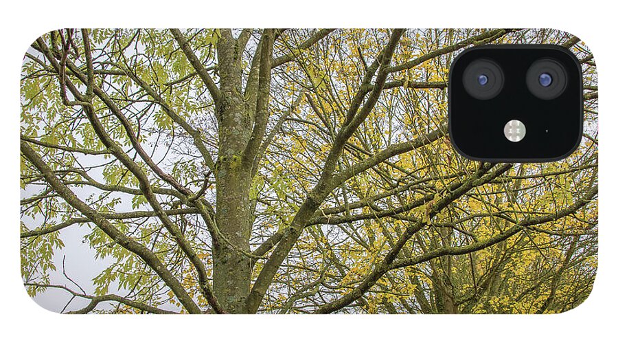 Trent Park iPhone 12 Case featuring the photograph Trent Park Trees Fall 1 by Edmund Peston