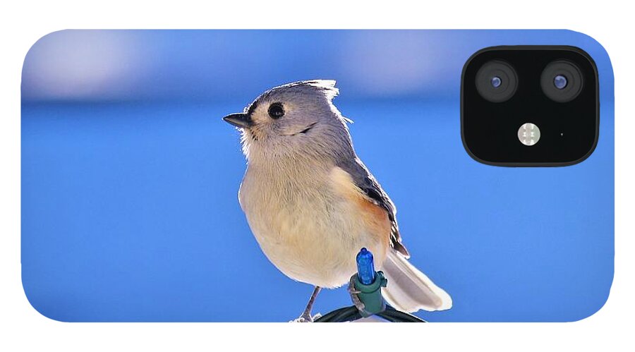 - Tufted Titmouse 3 iPhone 12 Case featuring the photograph - Tufted Titmouse 3 by THERESA Nye