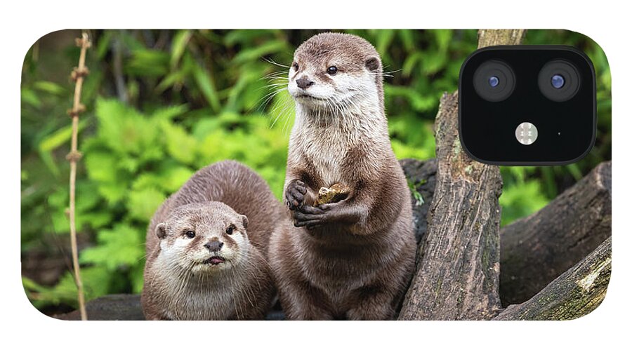 Otter iPhone 12 Case featuring the photograph Two Oriental small-clawed otters by Jane Rix