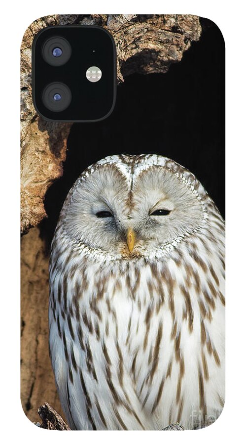Ural Owl iPhone 12 Case featuring the photograph Ural Owl in Japan 2 by Natural Focal Point Photography