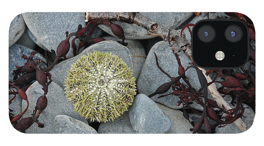 Animal iPhone 12 Case featuring the photograph Urchin and Kelp on Rocks by Nancy Gleason