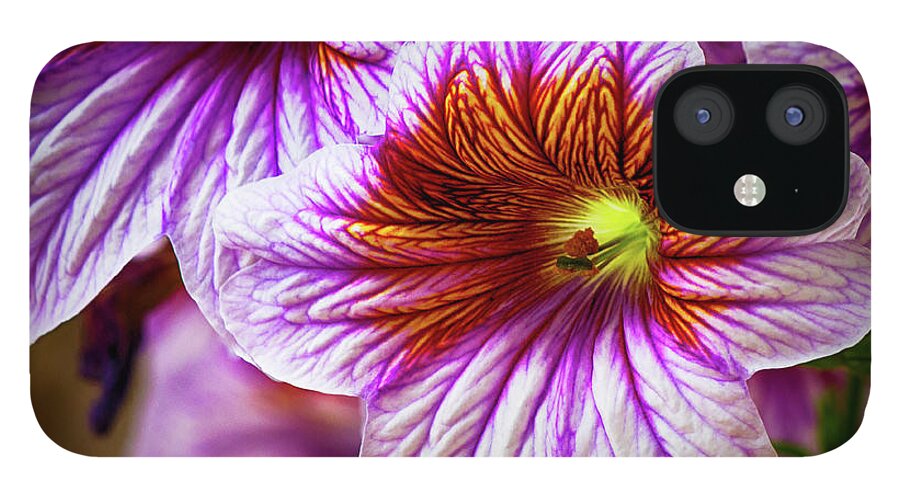 Blooming iPhone 12 Case featuring the photograph Variegated Purple Day Lily by Charles Floyd