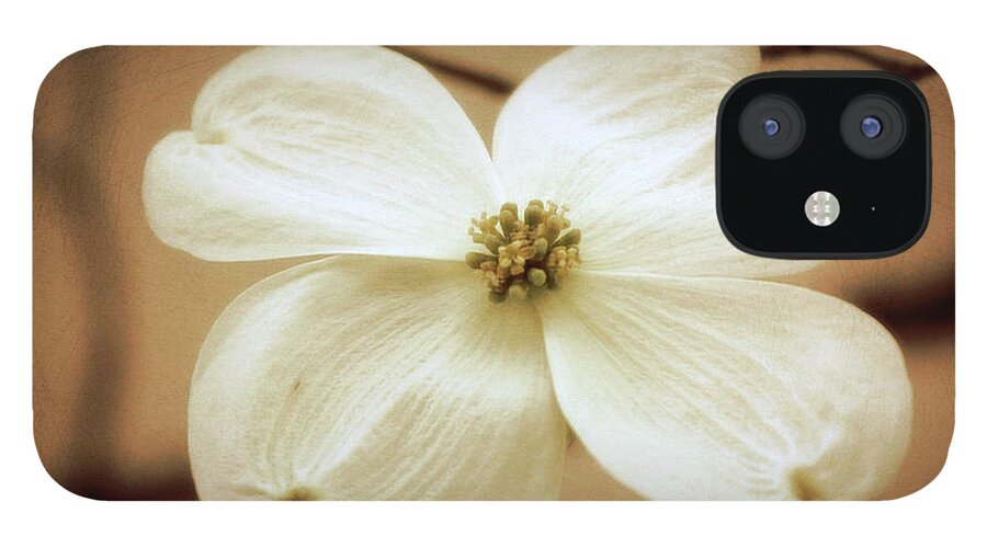 Dogwood; Flower; Blossom; White Flower; Tree; Sepia; Vintage; Horizontal; Botanical; Nature; iPhone 12 Case featuring the digital art Vintage Dogwood by Tina Uihlein