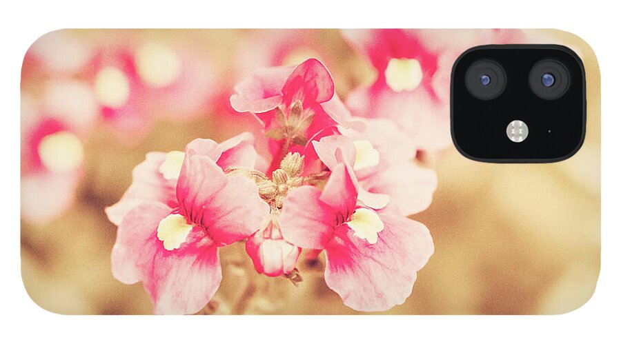 Pink Flowers iPhone 12 Case featuring the photograph Vintage Pink Nemesia by Tanya C Smith