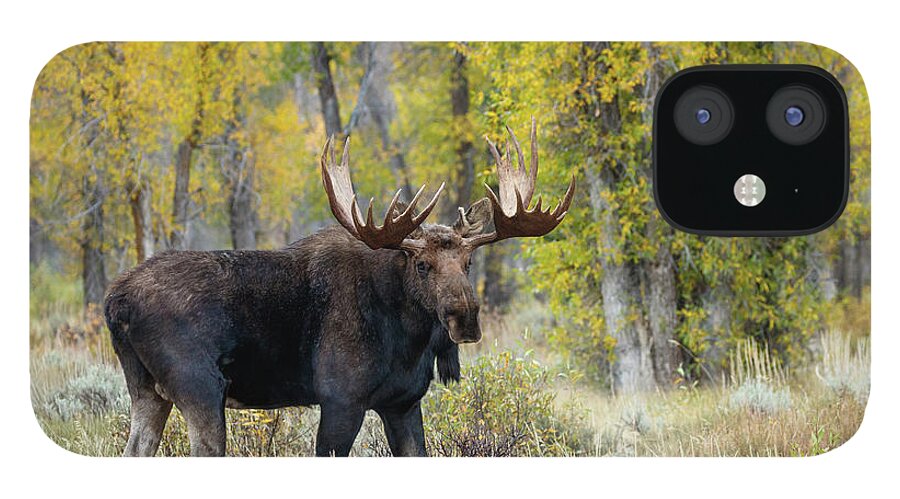 Moose iPhone 12 Case featuring the photograph Washakie in color by Ronnie And Frances Howard