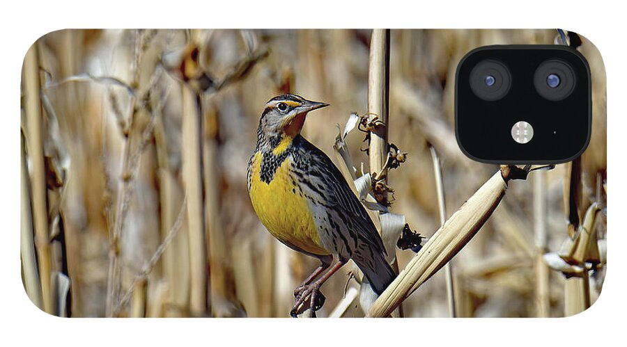 Usa iPhone 12 Case featuring the photograph Watching From A Cornfield by Jennifer Robin