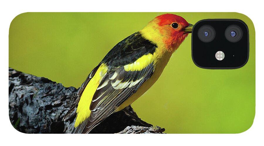 Animal iPhone 12 Case featuring the photograph Western Tanager by Jeff Goulden