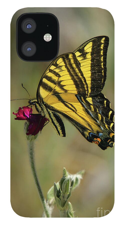 Western Tiger Swallowtail iPhone 12 Case featuring the photograph Western Tiger Swallowtail #2 by Nancy Gleason