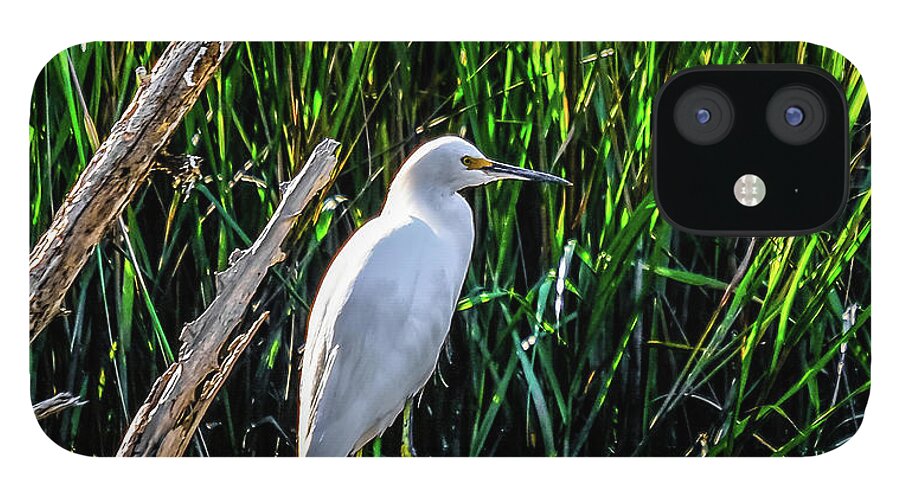 Saint Simons Island iPhone 12 Case featuring the photograph White Egret in Wetland Marsh by Darryl Brooks