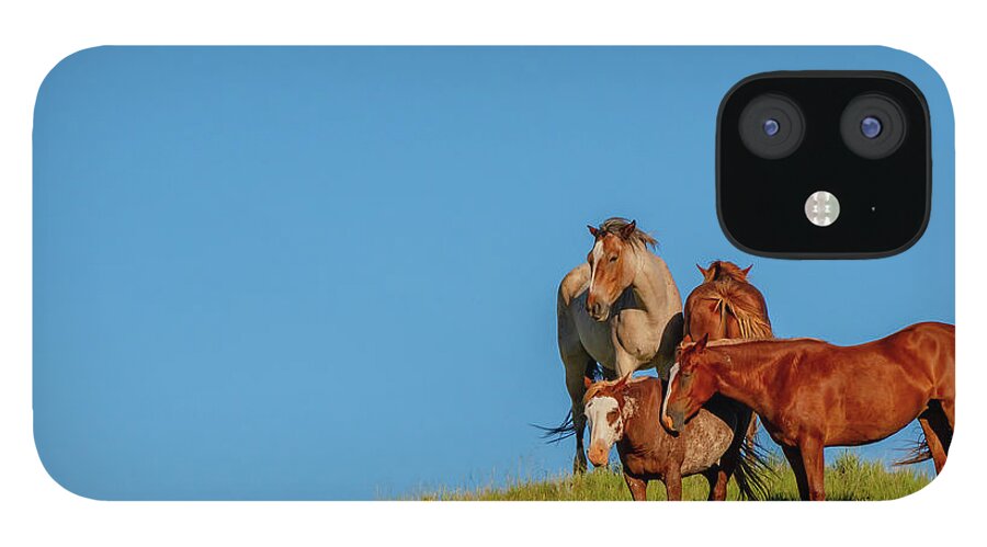 Animal iPhone 12 Case featuring the photograph Wild Horses by Kelly VanDellen