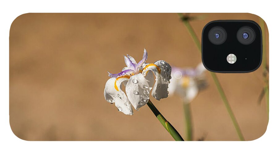 Wild Iris iPhone 12 Case featuring the photograph Wild Iris with Dew Drops by Alison Frank