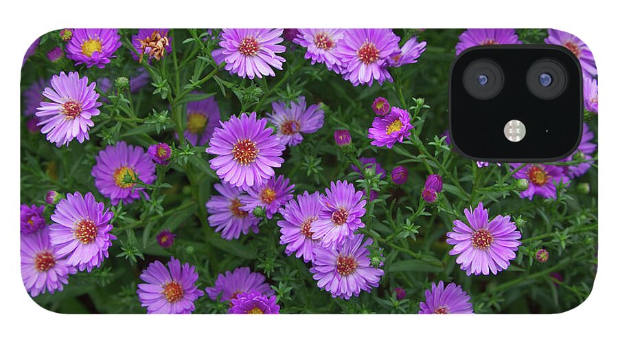 Flower iPhone 12 Case featuring the photograph Wood's Pink Aster by Loyd Towe Photography