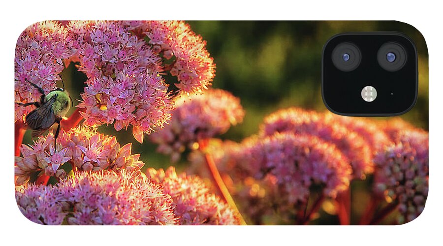 September iPhone 12 Case featuring the photograph Working at Sunrise by Steve Sullivan