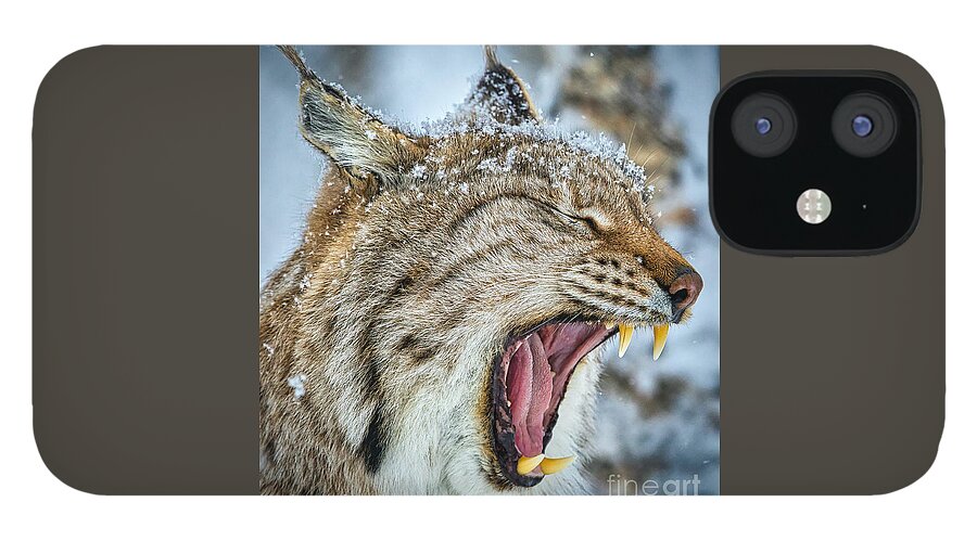 Lynx iPhone 12 Case featuring the photograph Yawning Face by Sal Ahmed