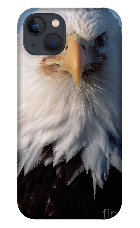 00343908 iPhone 13 Case featuring the photograph Bald Eagle Alaska by Yva Momatiuk John Eastcott