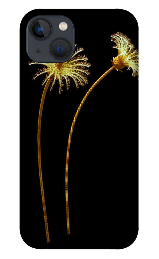 Illustration iPhone 13 Case featuring the painting Burgess Shale Crinoid #1 by Chase Studio