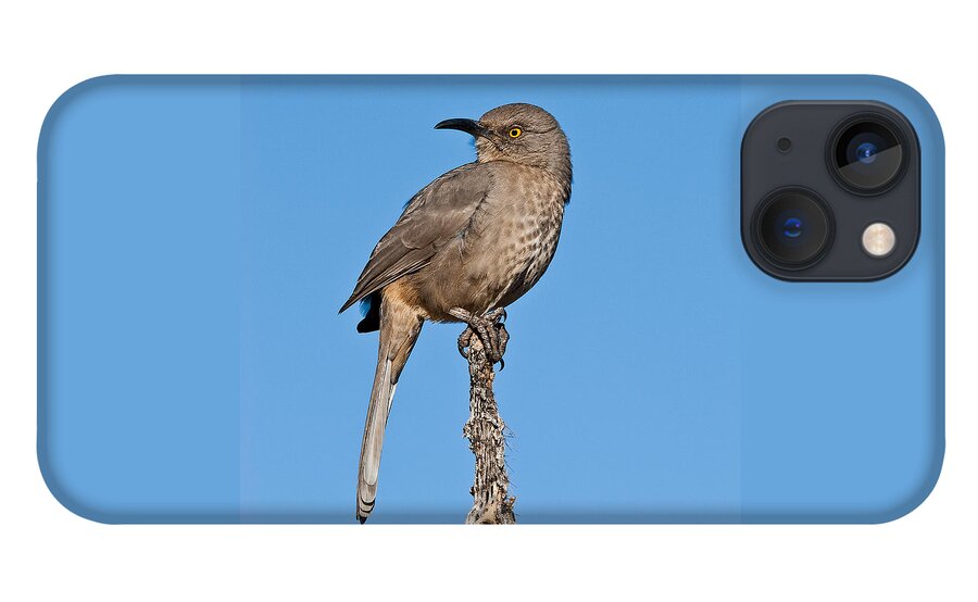 Animal iPhone 13 Case featuring the photograph Curve-Billed Thrasher by Jeff Goulden