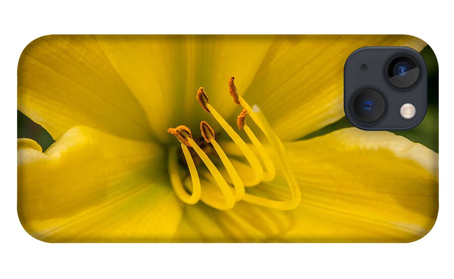 Daylily iPhone 13 Case featuring the photograph Daylily by Frank Mari