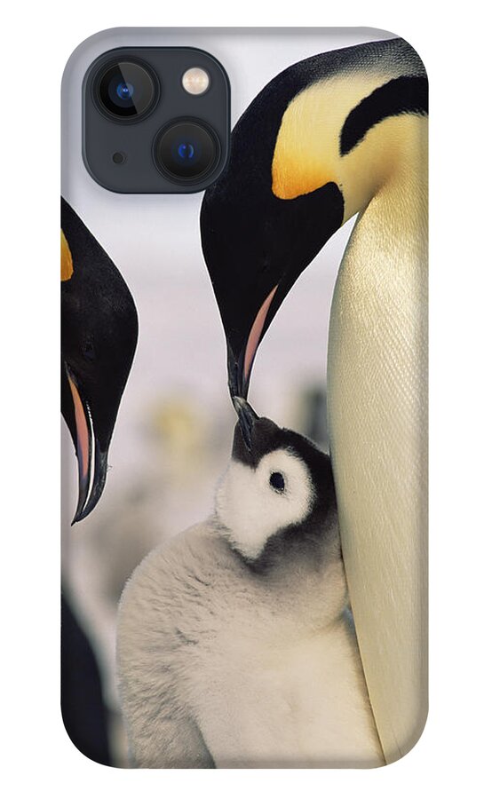 Feb0514 iPhone 13 Case featuring the photograph Emperor Penguin Parents With Chick #1 by Konrad Wothe