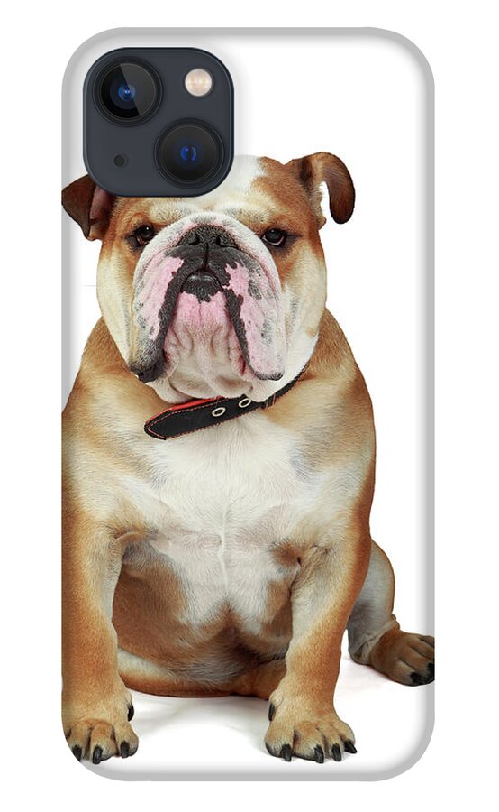 Pets iPhone 13 Case featuring the photograph English Bulldog #1 by Mlorenzphotography