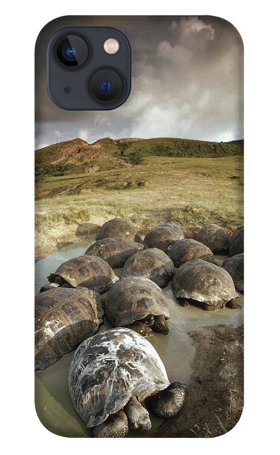 Feb0514 iPhone 13 Case featuring the photograph Galapagos Giant Tortoises Wallowing #1 by Tui De Roy