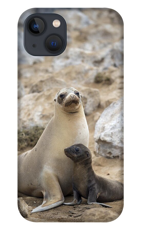 Tui De Roy iPhone 13 Case featuring the photograph Galapagos Sea Lion And Pup Champion by Tui De Roy