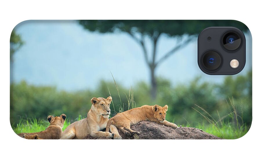 Kenya iPhone 13 Case featuring the photograph Lioness With Cubs In The Green Plains #1 by Guenterguni