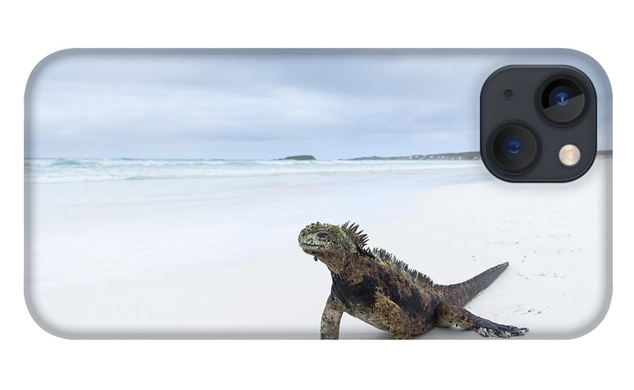 Tui De Roy iPhone 13 Case featuring the photograph Marine Iguana Turtle Bay Santa Cruz #1 by Tui De Roy