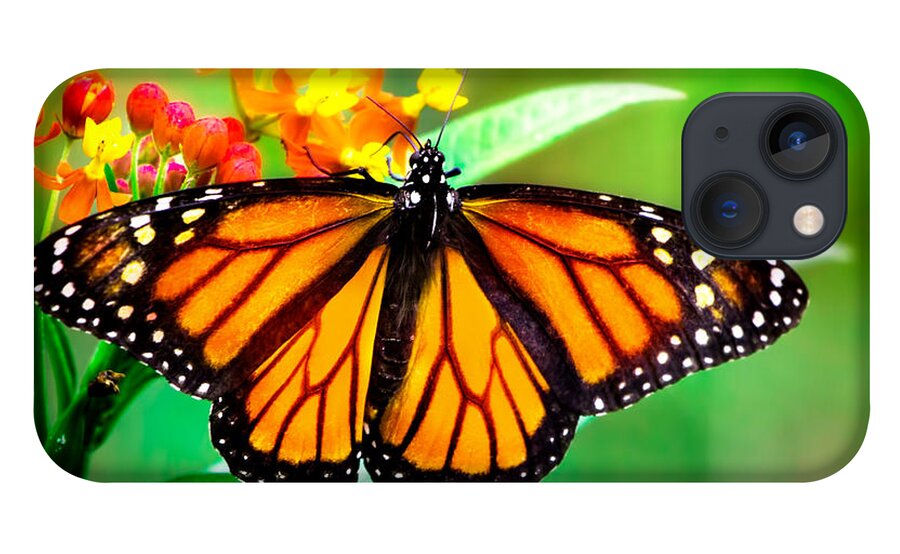 Monarch Butterfly iPhone 13 Case featuring the photograph Monarch Butterfly by Mark Andrew Thomas