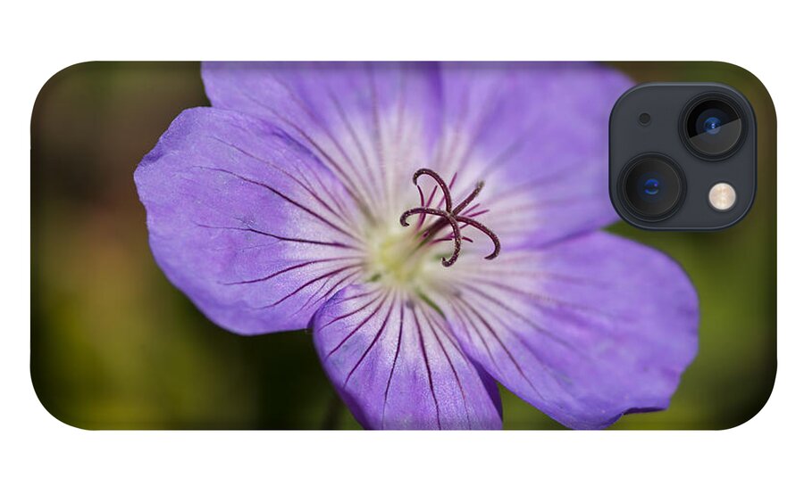 Purple Flower iPhone 13 Case featuring the photograph Nature's Pinwheel by Dan Hefle